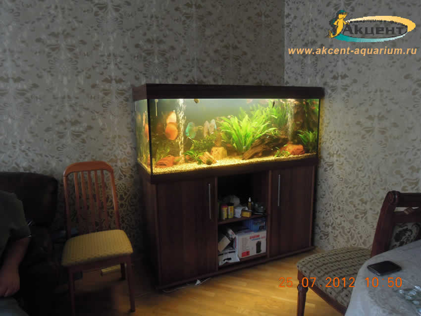 Акцент-аквариум,аквариум 400 литров с дискусами и живыми растениями